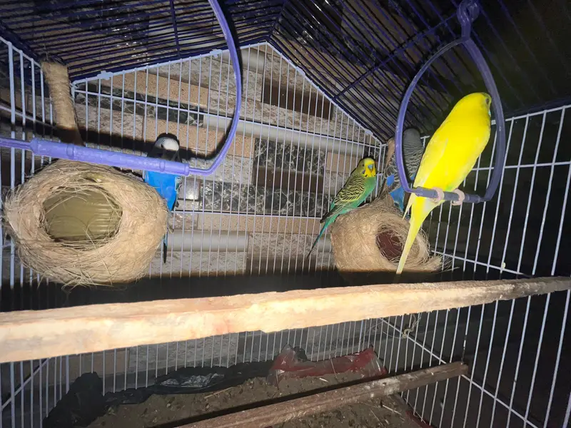 2 Pairs Budgies with cage for sale — photo 7