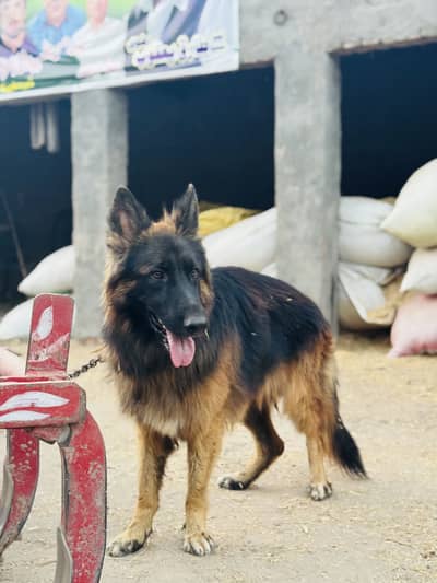Young German shepherd title