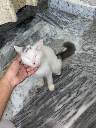 Playful & Friendly White Male Persian Cat