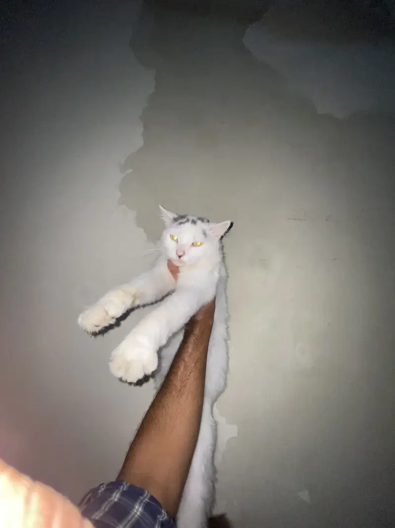 Playful & Friendly White Male Persian Cat — photo 2