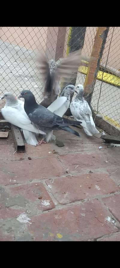 bacche 5 piece