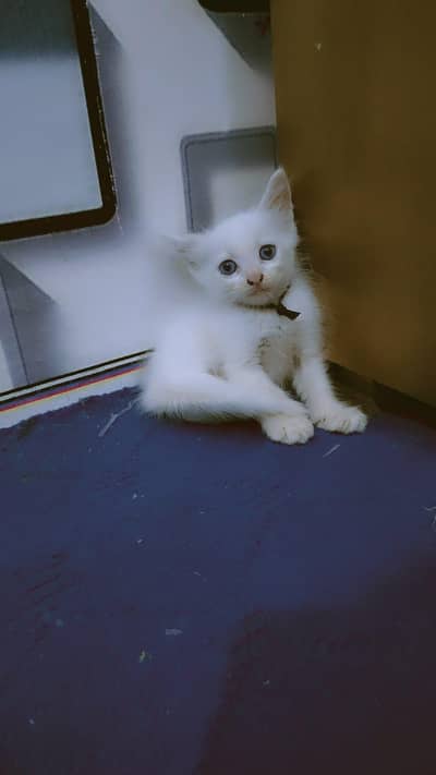 Persian cats 2month
