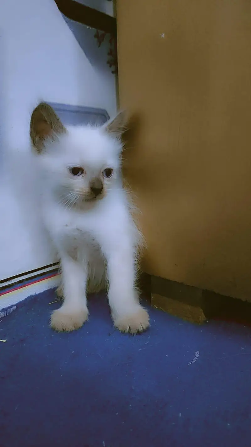 Persian cats 2month — photo 2