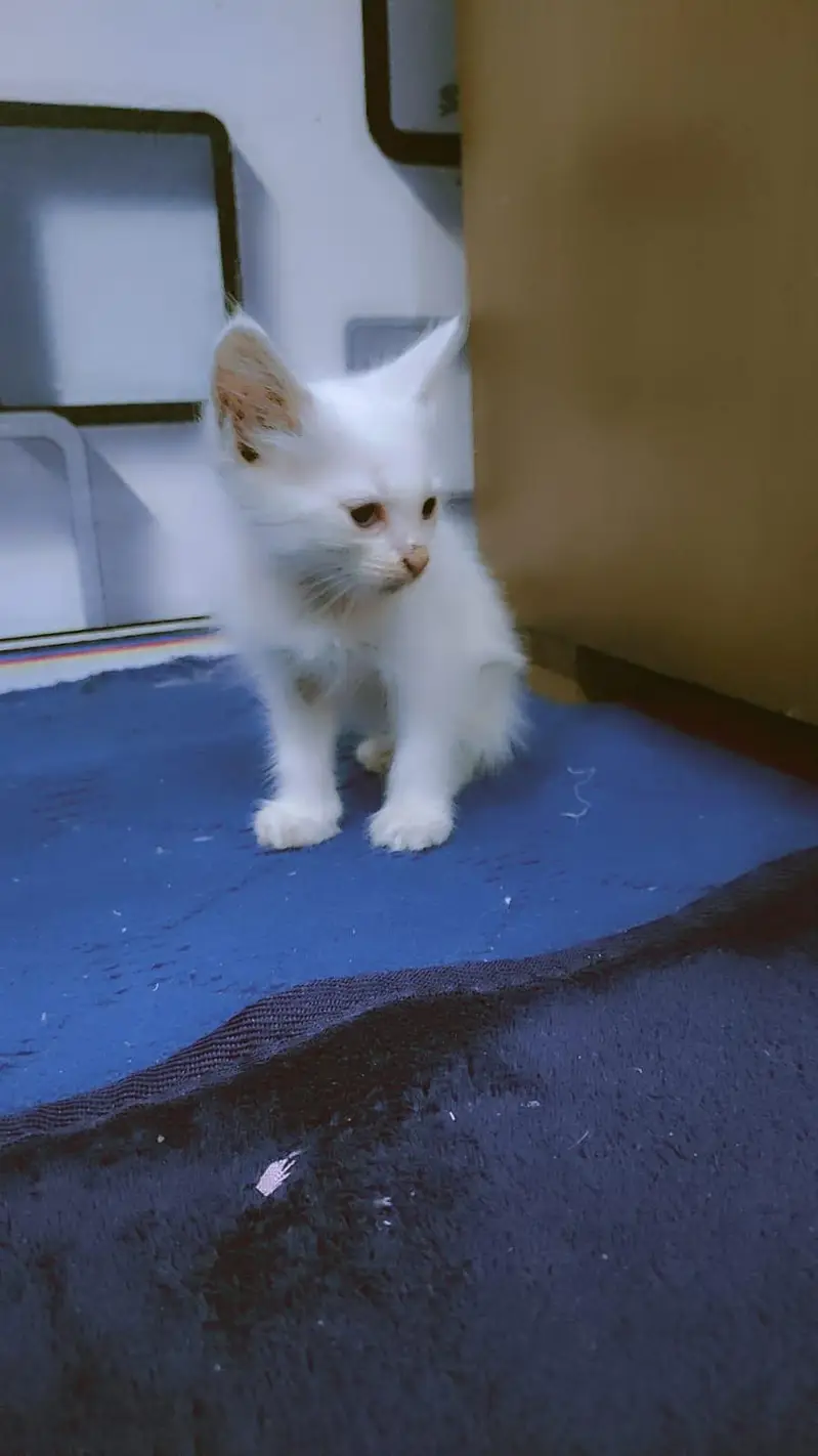 Persian cats 2month — photo 3