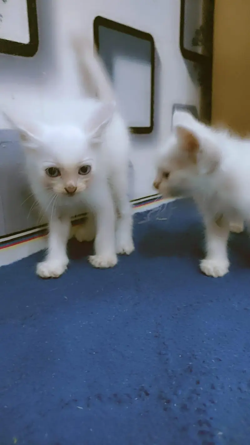 Persian cats 2month — photo 4