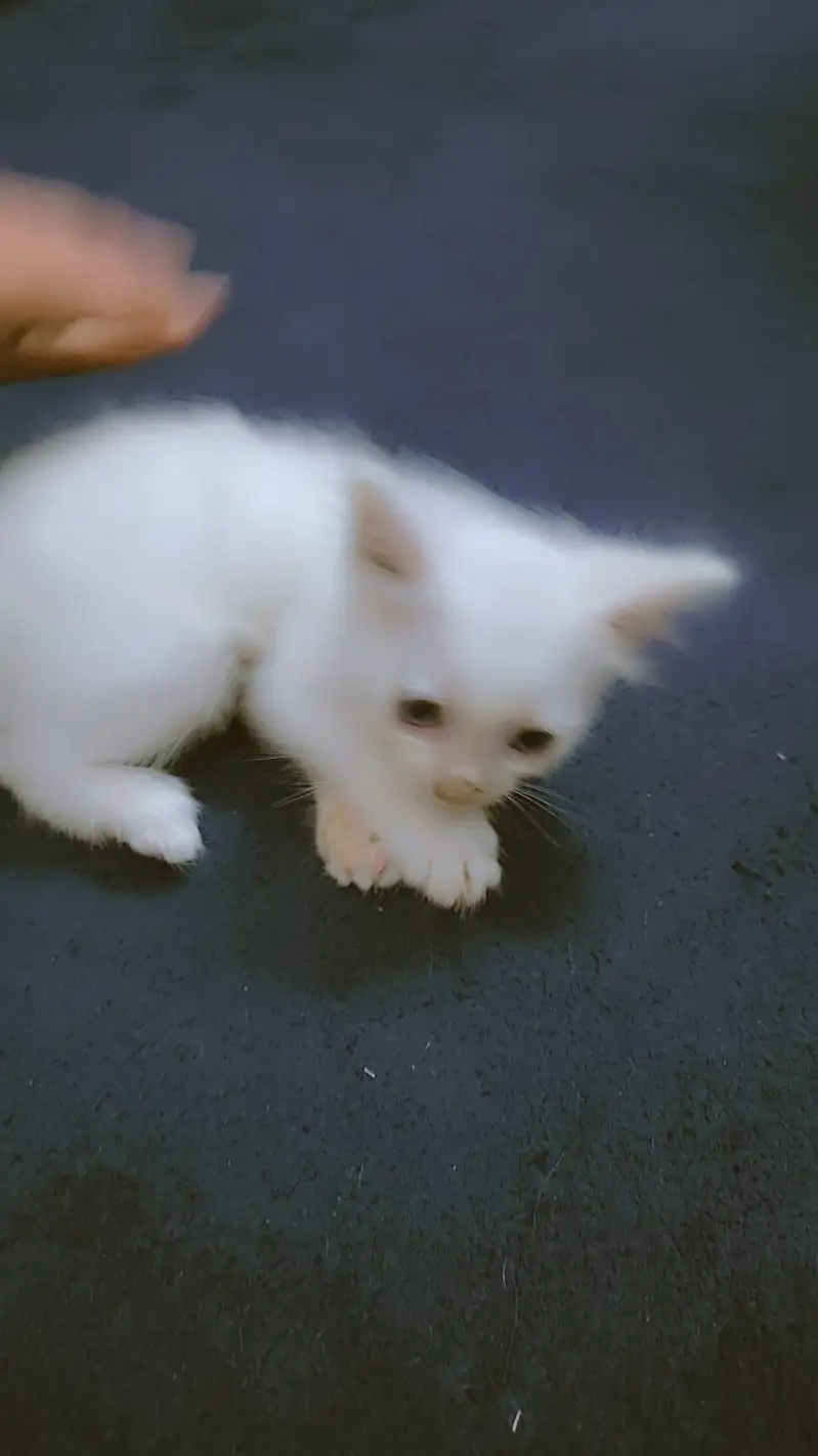 Persian cats 2month — photo 5