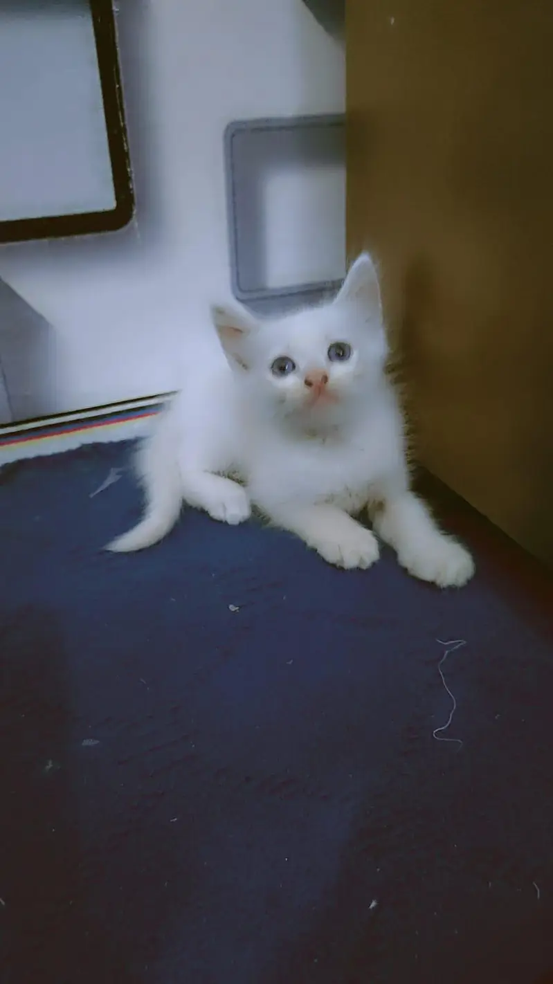 Persian cats 2month — photo 6