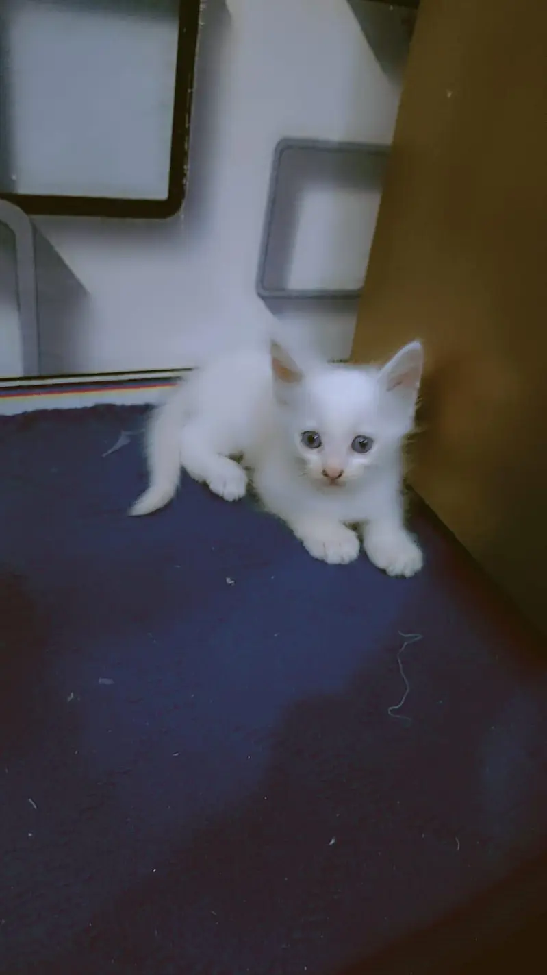Persian cats 2month — photo 7