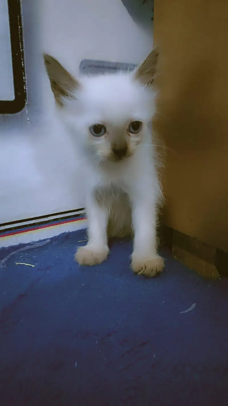 Persian cats 2month — photo 8