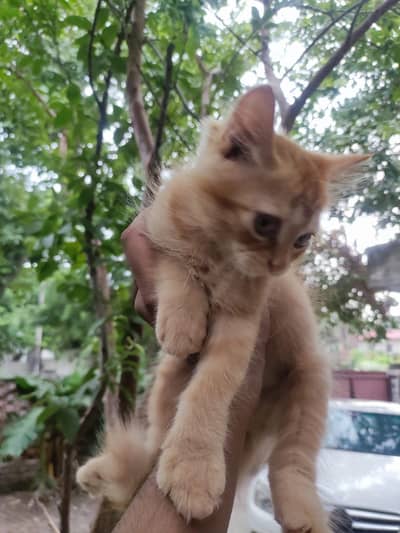 Persian Cats pair for sale