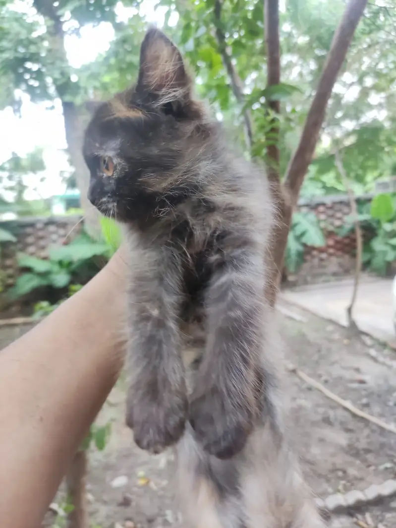 Persian Cats pair for sale — photo 3
