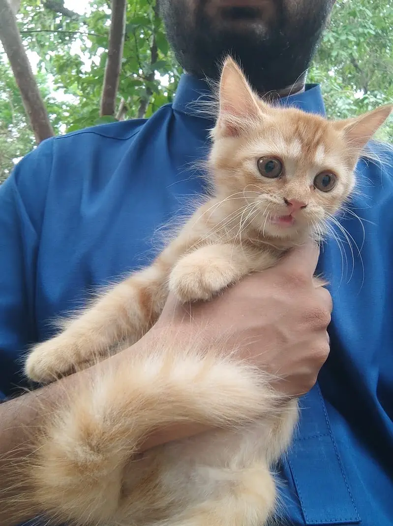 Persian Cats pair for sale — photo 5