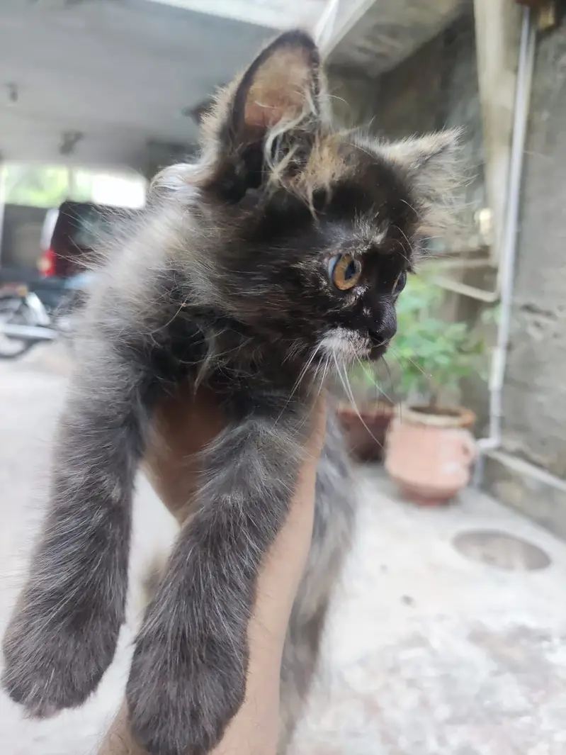 Persian Cats pair for sale — photo 7