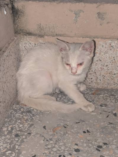 Healthy White Kitten