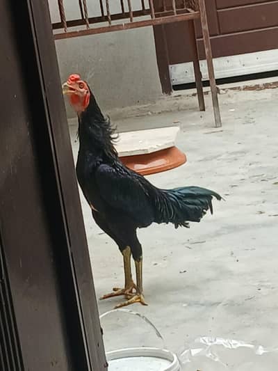 thai male pathy 2