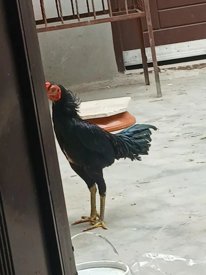 thai male pathy 2 — photo 2