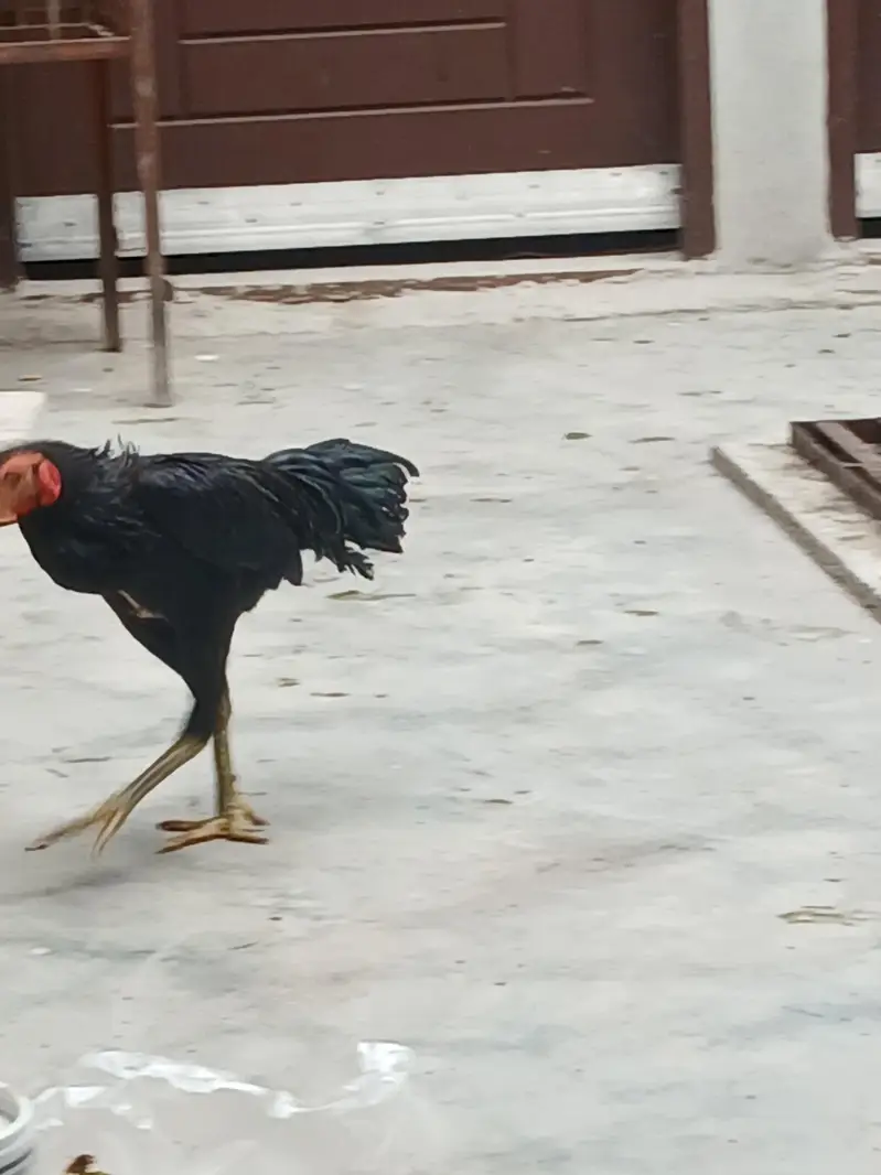 thai male pathy 2 — photo 3