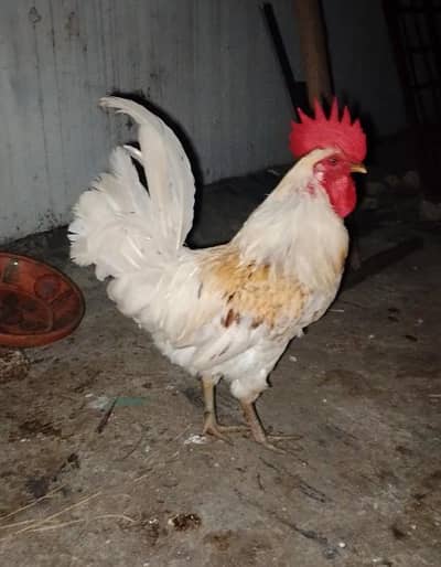 1 desi rooster and 2 egg laying hens for sale