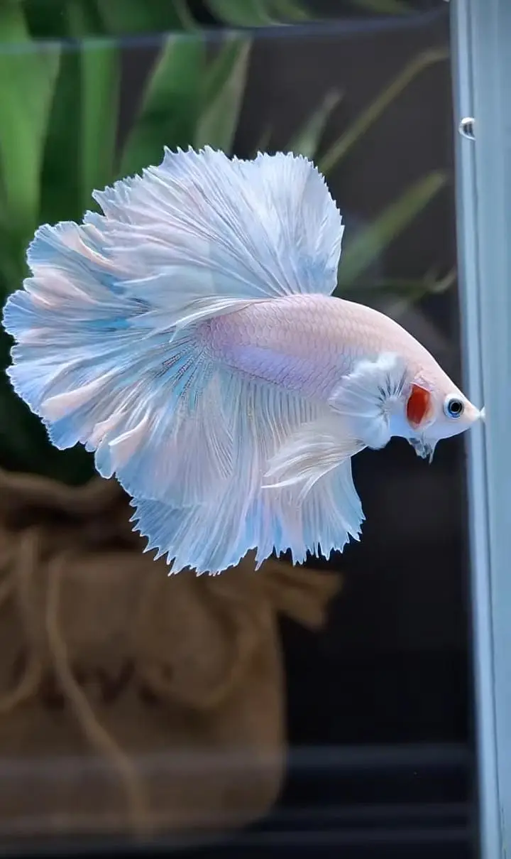 Betta fish Mon tail healthy 03268301979