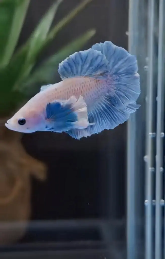 Betta fish Mon tail healthy 03268301979 — photo 2