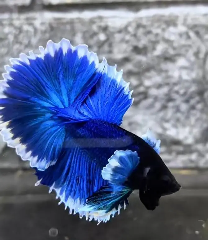 Betta fish Mon tail healthy 03268301979 — photo 3
