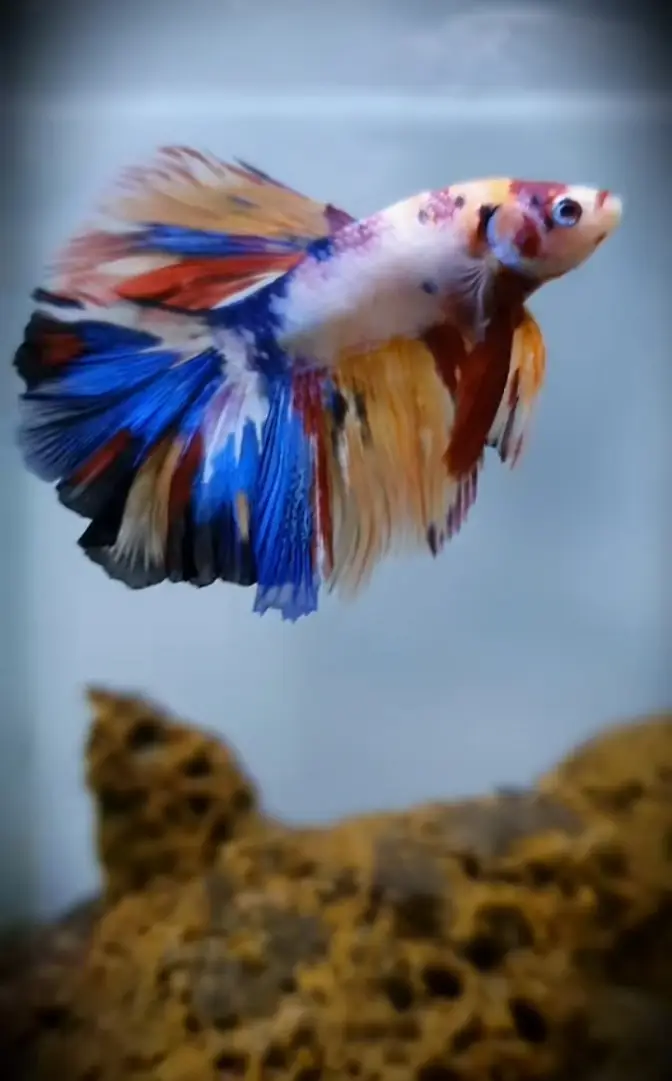 Betta fish Mon tail healthy 03268301979 — photo 4