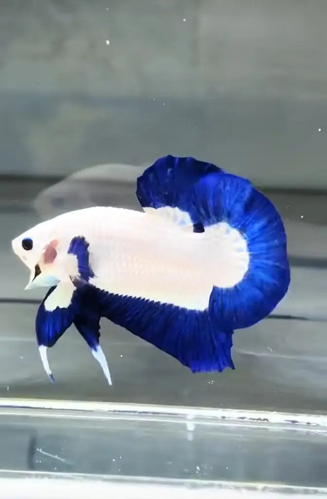 Betta fish Mon tail healthy 03268301979 — photo 5