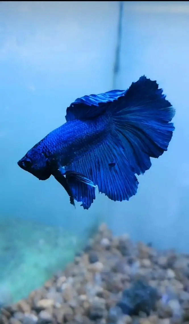 Betta fish Mon tail healthy 03268301979 — photo 6