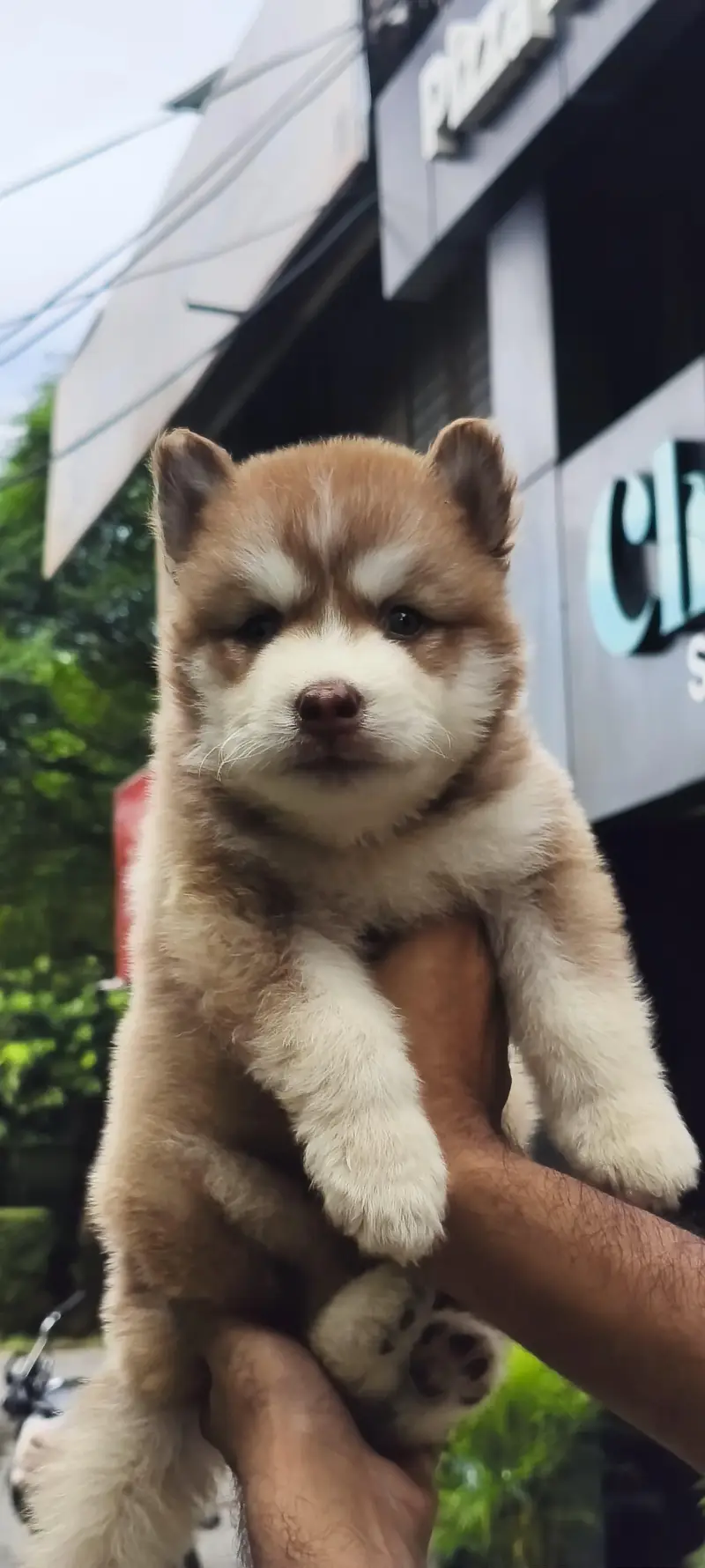 seibrian husky male puppy — photo 2