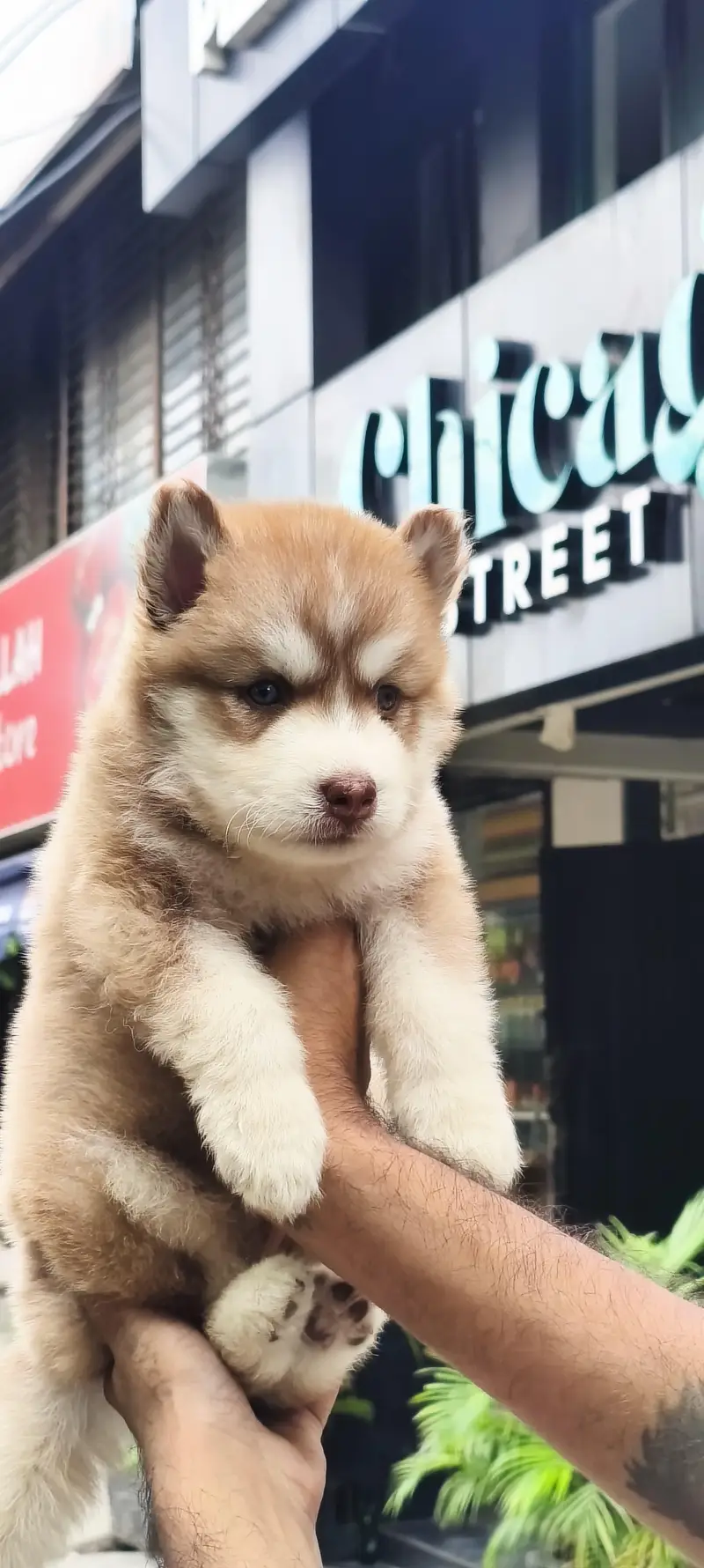 seibrian husky male puppy — photo 3