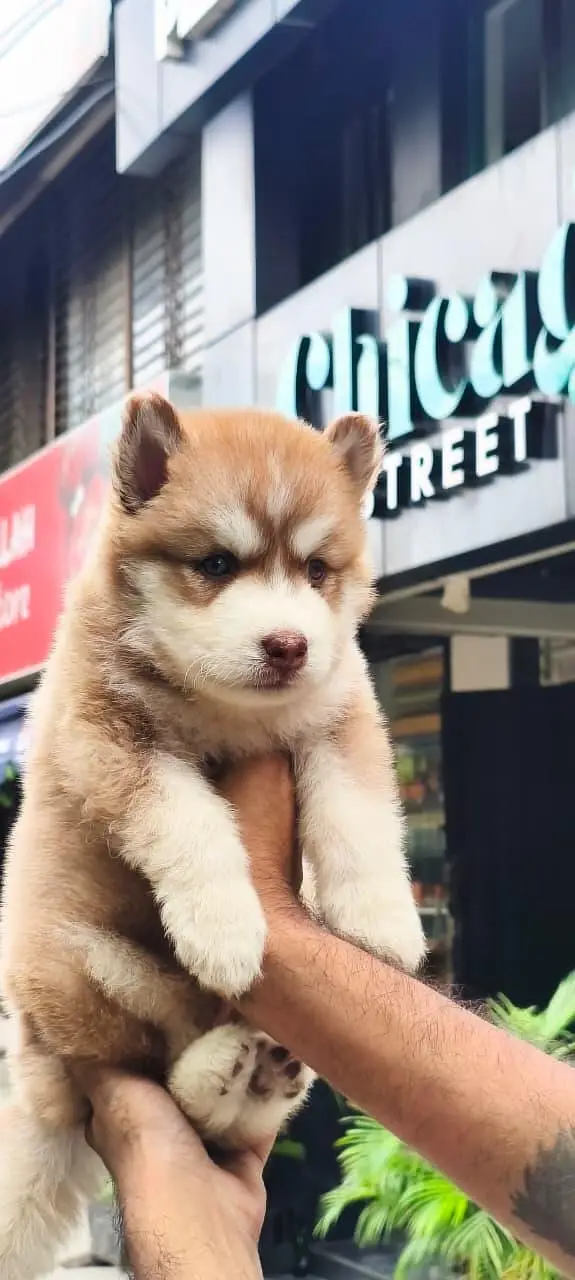 seibrian husky male puppy — photo 4