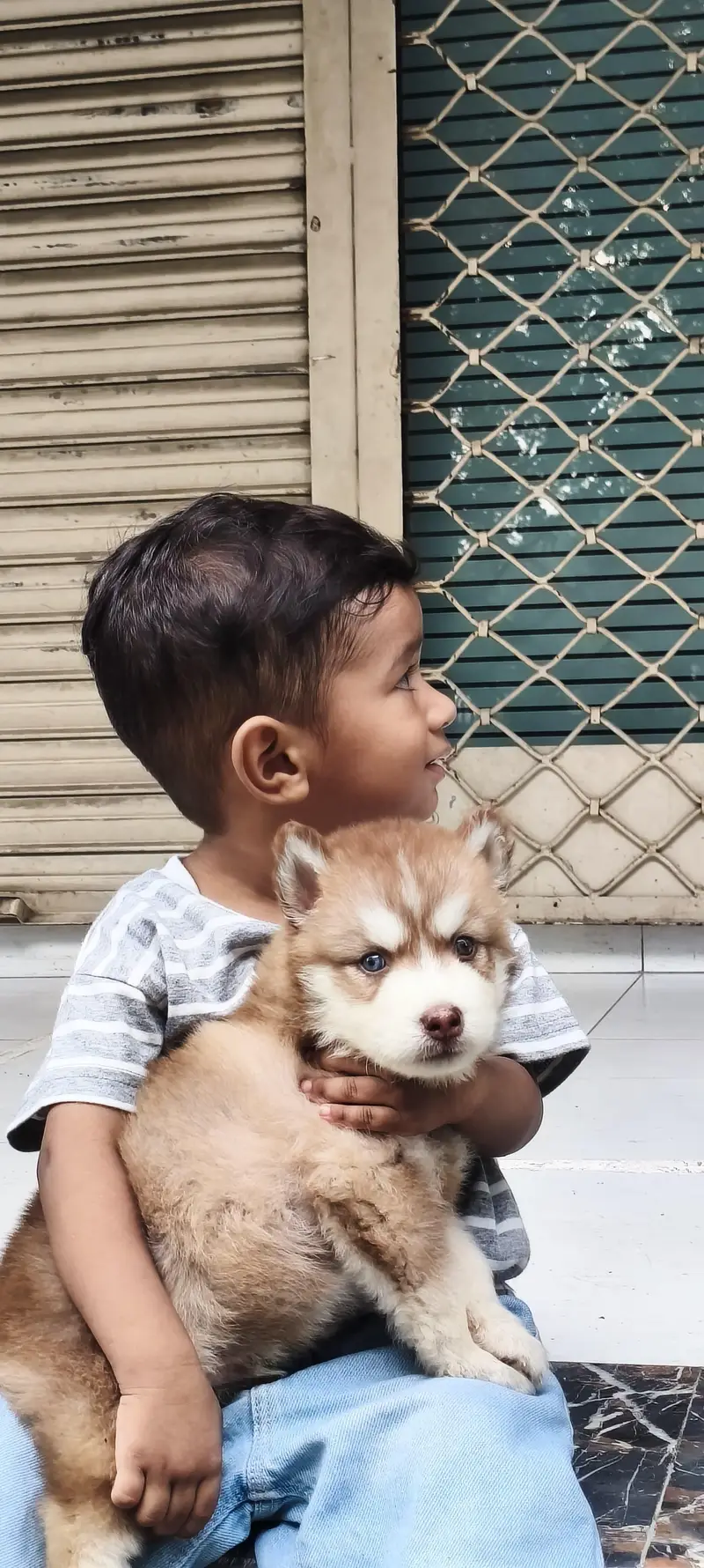 seibrian husky male puppy — photo 5