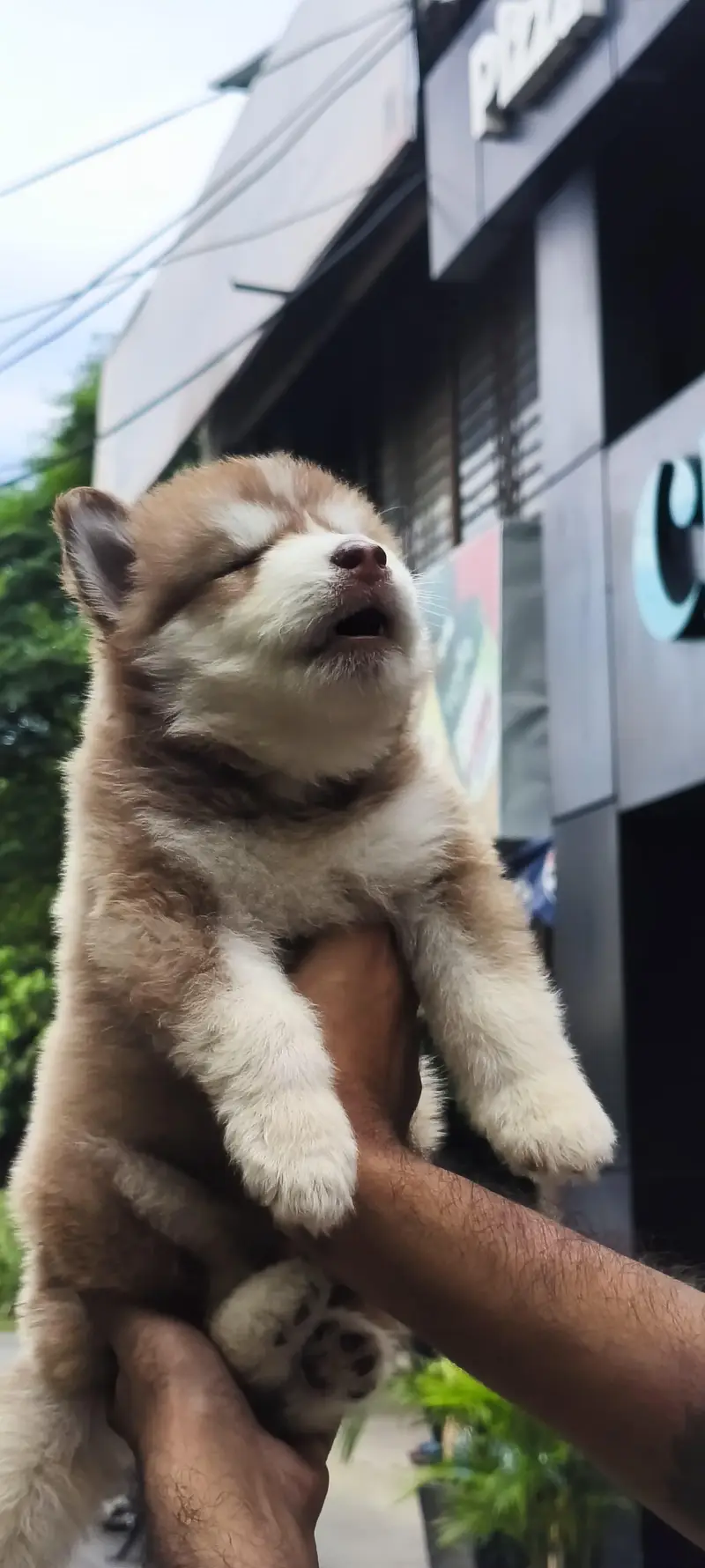 seibrian husky male puppy — photo 6