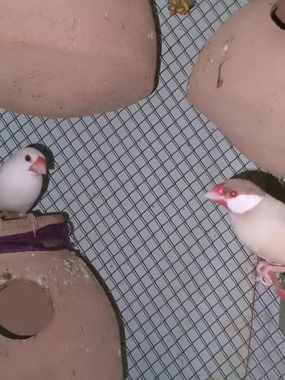 jawa finch