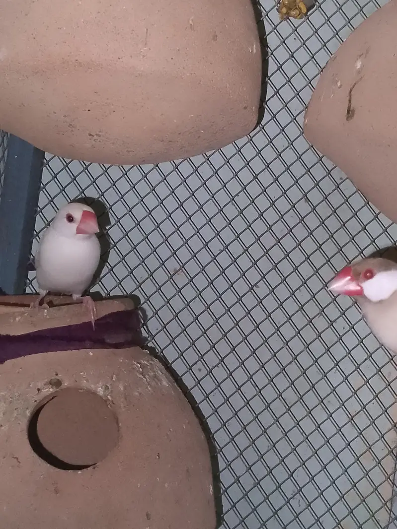 jawa finch — photo 2