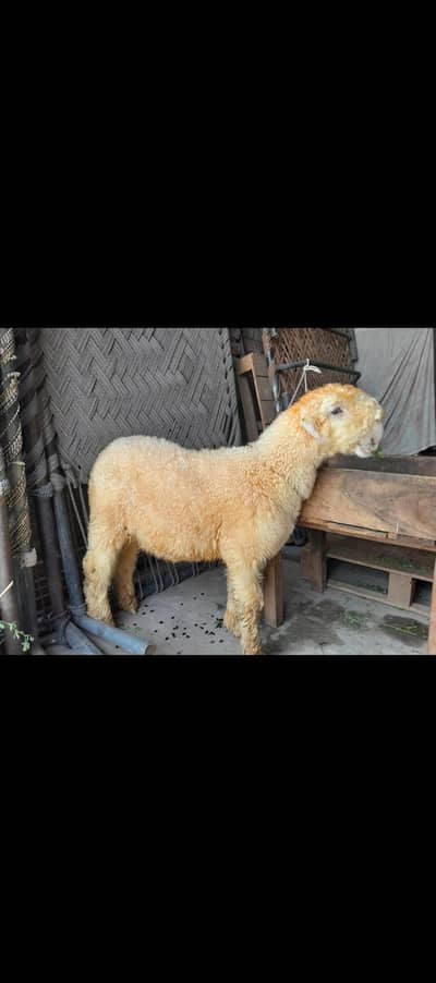 Pure mundra for sale