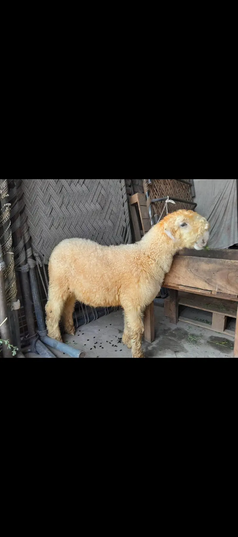 Pure mundra for sale — photo 2