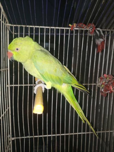 green parrot  for sale   This parrot health and active