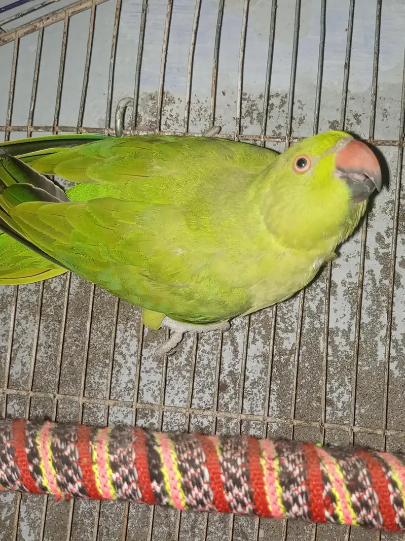 green parrot  for sale   This parrot health and active — photo 2
