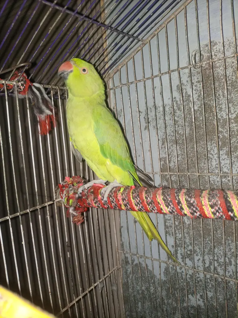 green parrot  for sale   This parrot health and active — photo 3