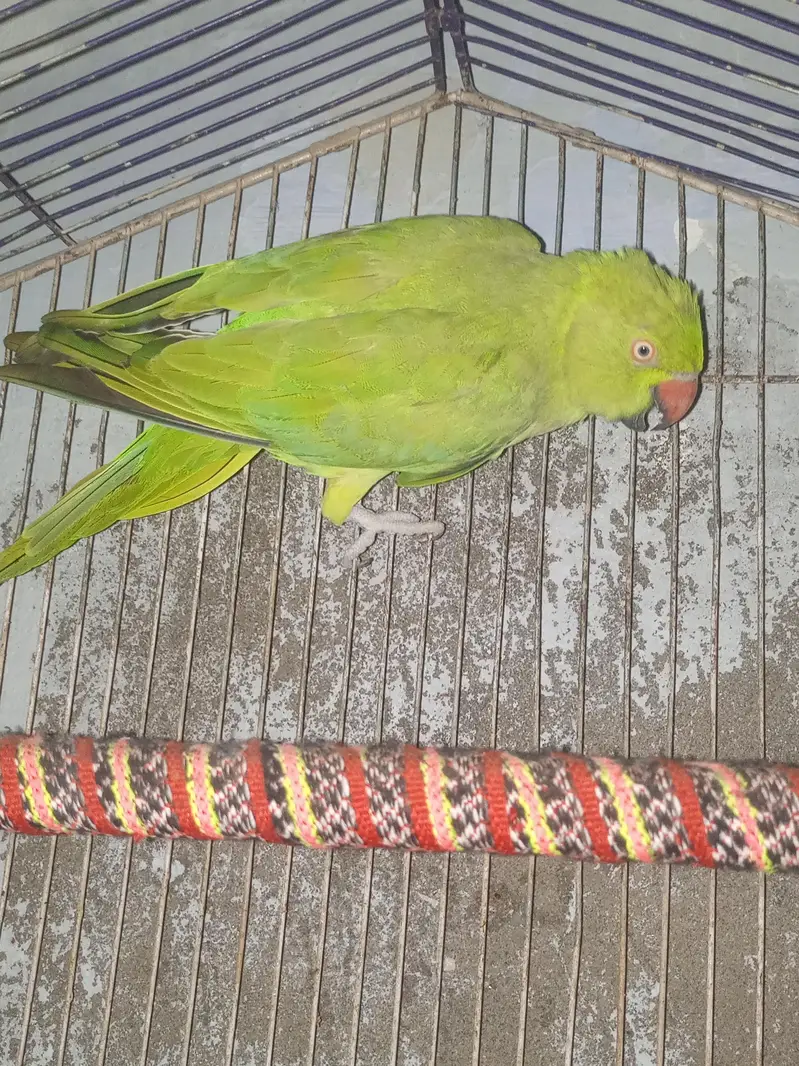 green parrot  for sale   This parrot health and active — photo 4