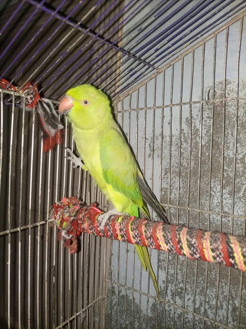 green parrot  for sale   This parrot health and active — photo 5