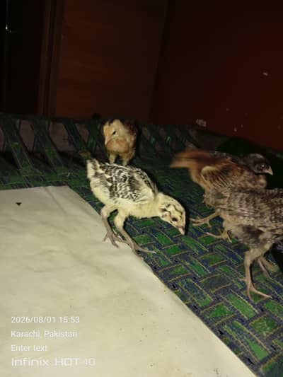 1 mahine ke 6 chuje