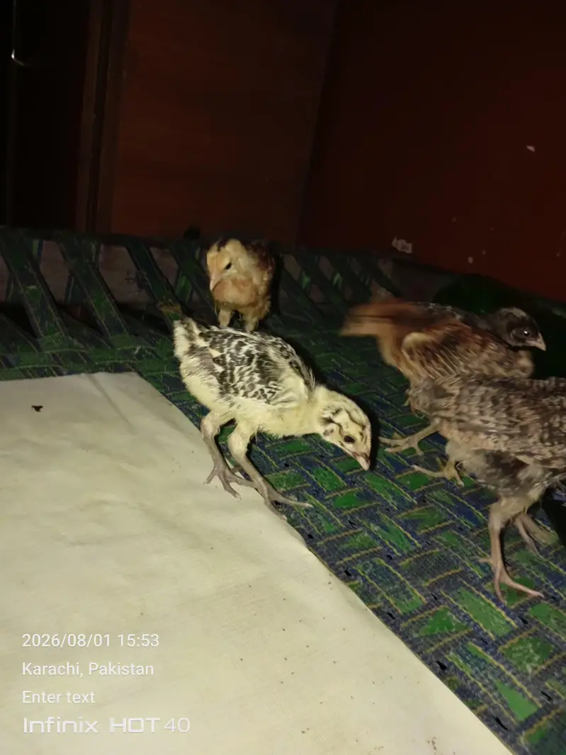 1 mahine ke 6 chuje