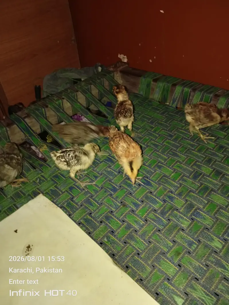 1 mahine ke 6 chuje — photo 2