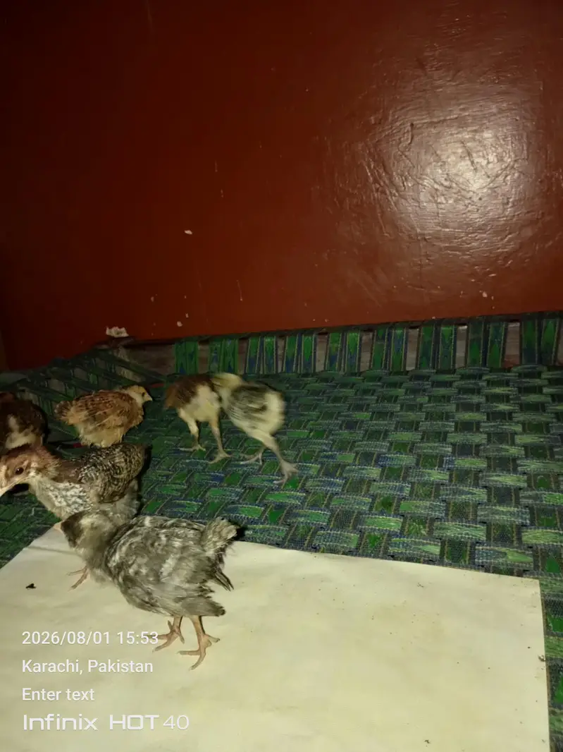 1 mahine ke 6 chuje — photo 3