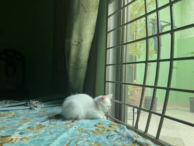 Pure White Female Persian Kitten - 4 Months - Fully Litter Trained
