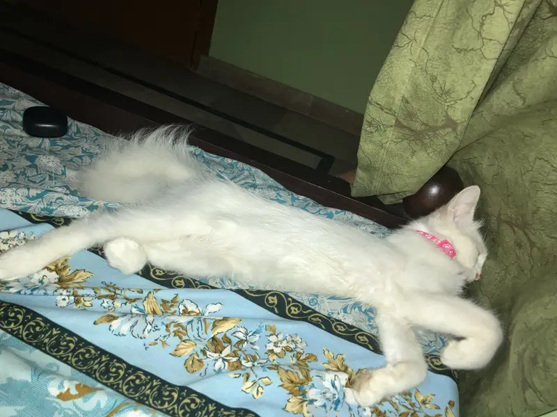 Pure White Female Persian Kitten - 4 Months - Fully Litter Trained — photo 2
