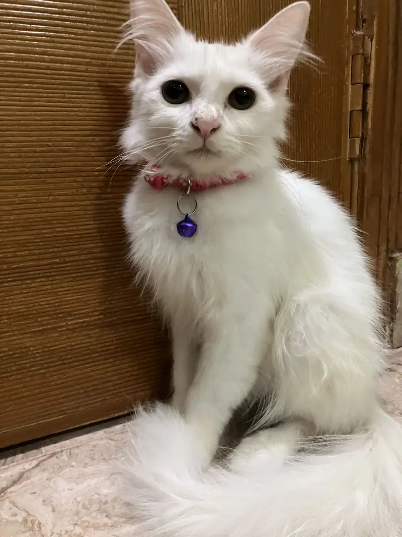 Pure White Female Persian Kitten - 4 Months - Fully Litter Trained — photo 3