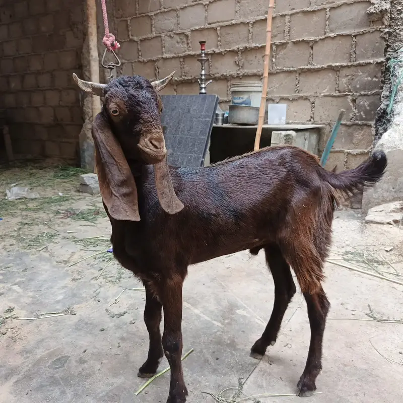 7 male 3 female — photo 7